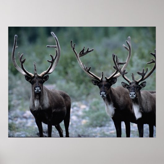 Elchherde | Mt. Baring, Washington Poster (Vorne)