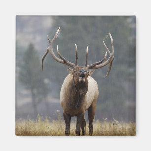 Elchhirsch röhrt, Yellowstone NP, Wyoming 2 Magnet