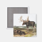Elchhirsch (Servus alces) Illustration Magnet (Vorderseite/Rückseite)