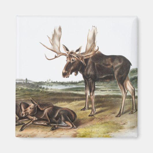 Elchhirsch (Servus alces) Illustration Magnet (Vorne)
