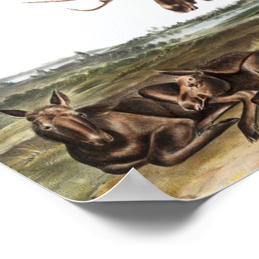 Elchhirsch (Servus alces) Illustration Poster (Ecke)