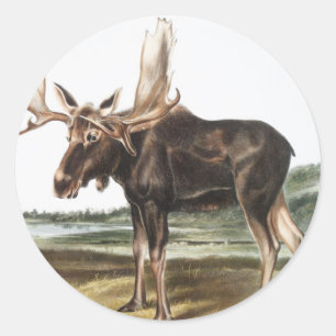 Elchhirsch (Servus alces) Illustration Runder Aufkleber