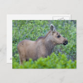 Elchkalb im Tal des vielen Gletschers Postkarte (Vorne/Hinten)