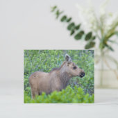 Elchkalb im Tal des vielen Gletschers Postkarte (Stehend Vorderseite)
