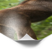 Elchkalben Fotodruck (Ecke)