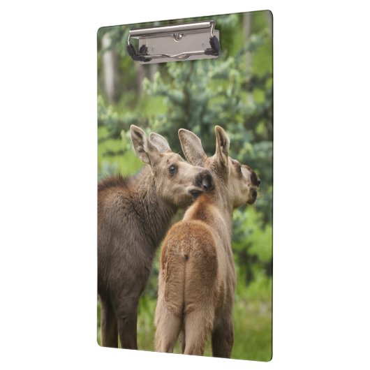 Elchkalben Klemmbrett (Links)