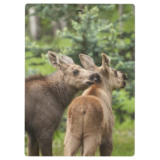 Elchkalben Klemmbrett (Rückseite)