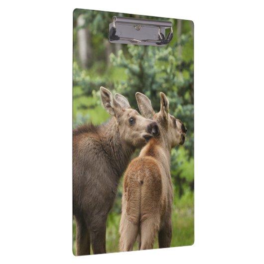 Elchkalben Klemmbrett (Rechts)