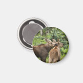 Elchkalben Magnet (Vorderseite/Rückseite)