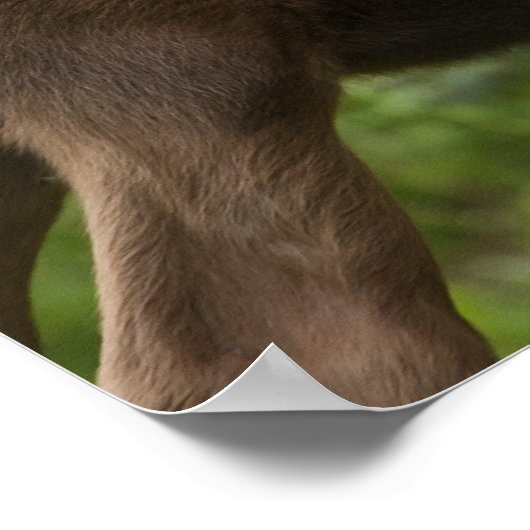 Elchkalben Poster (Ecke)