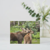 Elchkalben Postkarte (Stehend Vorderseite)