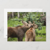 Elchkalben Postkarte (Vorne/Hinten)