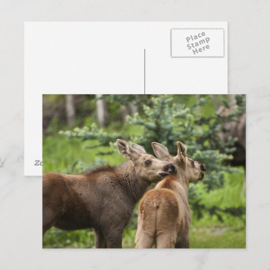 Elchkalben Postkarte (Vorne/Hinten)