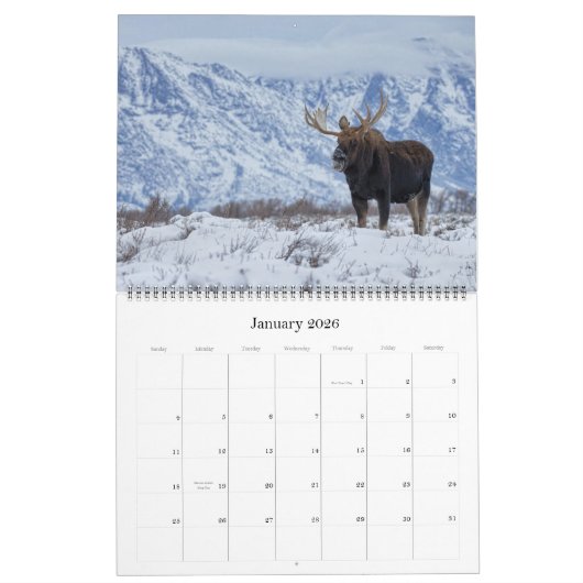 Elchkalender - Große Größe Kalender (Jan 2026)