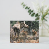 Elchkühe mit zwei Kälbern Postkarte (Stehend Vorderseite)