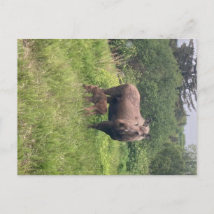 Elchmutter und -baby postkarte
