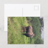 Elchmutter und -baby postkarte (Vorne/Hinten)