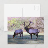 Elchpostkarte Postkarte (Vorne/Hinten)