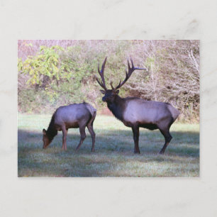 Elchpostkarte Postkarte