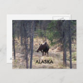 Elchpostkarte Postkarte (Vorne/Hinten)