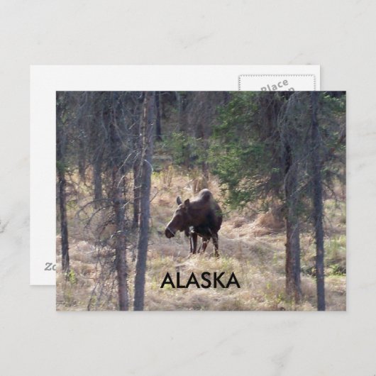 Elchpostkarte Postkarte (Vorne/Hinten)