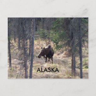 Elchpostkarte Postkarte