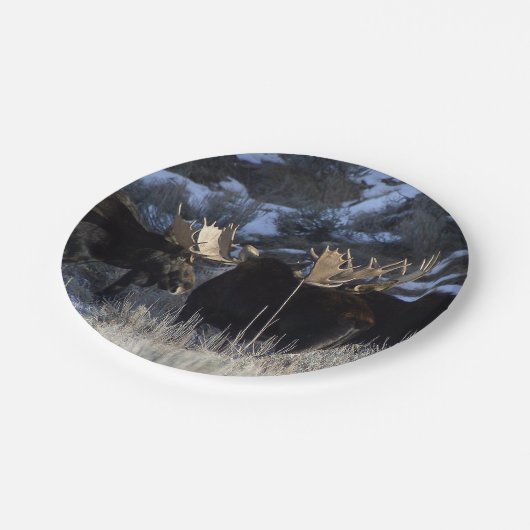 Elchsatz Pappteller (Schrägansicht)