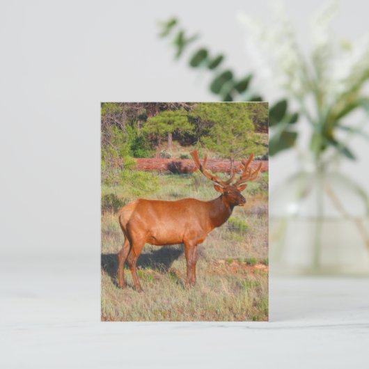 Elchständer Postkarte (Stehend Vorderseite)