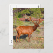 Elchständer Postkarte (Vorne/Hinten)