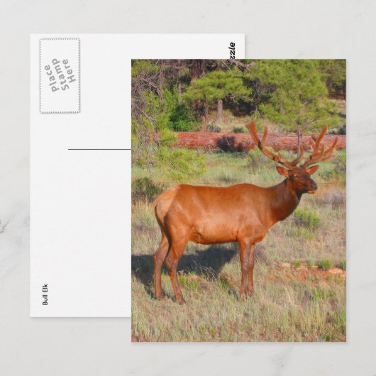 Elchständer Postkarte (Vorne/Hinten)
