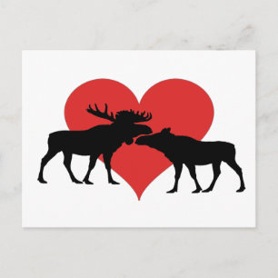 Elchstier und Kuh Postkarte