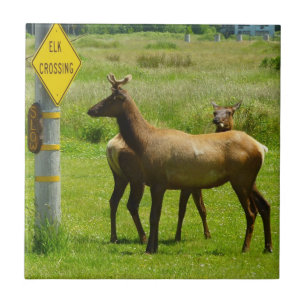 Elchüberquerung Kalifornien Wildlife-Fotografie Fliese