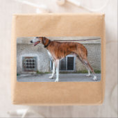 Elder Brindle Greyhound (Insitu)