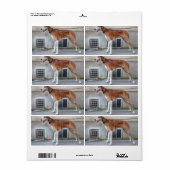 Elder Brindle Greyhound (Vorne)