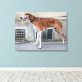 Elder Brindle Greyhound Leinwanddruck (Insitu (Holzboden))