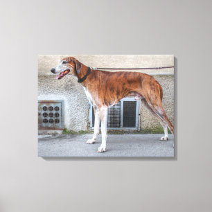 Elder Brindle Greyhound Leinwanddruck