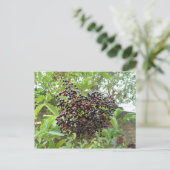Elderbeeren-Reifung Postkarte (Stehend Vorderseite)