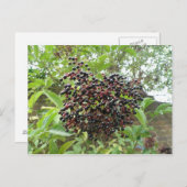 Elderbeeren-Reifung Postkarte (Vorne/Hinten)