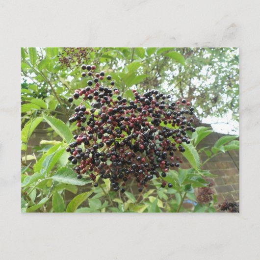 Elderbeeren-Reifung Postkarte (Vorderseite)