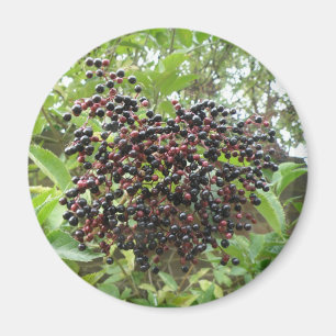 Elderberries Magnet