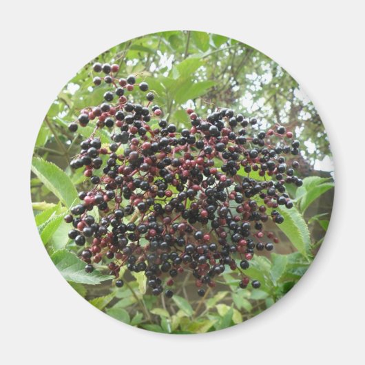 Elderberries Magnet (Vorne)