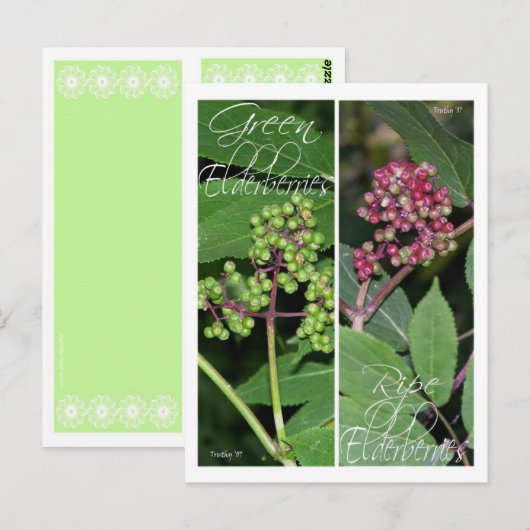 ELDERBERRY LESEZEICHEN POSTKARTE (Vorne/Hinten)