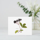 Elderberry Postkarte (Stehend Vorderseite)