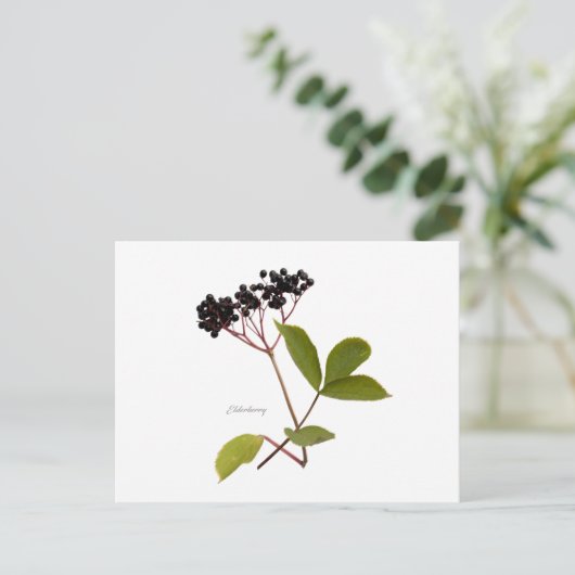 Elderberry Postkarte (Stehend Vorderseite)