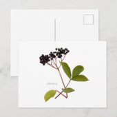 Elderberry Postkarte (Vorne/Hinten)