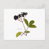 Elderberry Postkarte (Vorderseite)