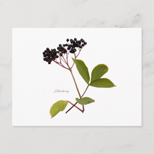 Elderberry Postkarte (Vorderseite)