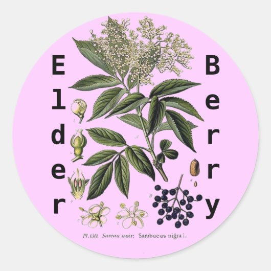 Elderberry Sambucus Aufkleber (Vorderseite)