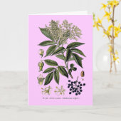 Elderberry Sambucus Grußkarte Karte (Gelbe Blume)