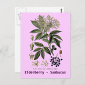 Elderberry Sambucus Postcard Postkarte (Vorne/Hinten)